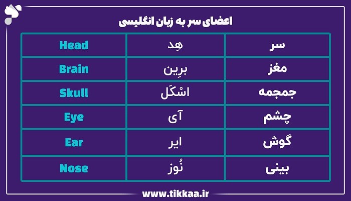 اعضای سر به زبان انگلیسی