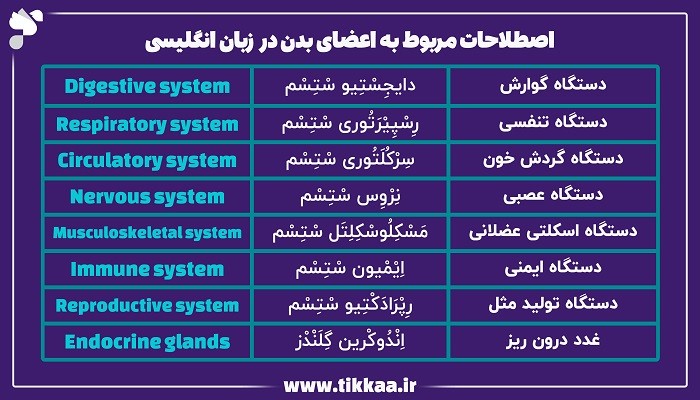 اصطلاحات مربوط به اعضای بدن در زبان انگلیسی