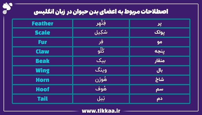 اصطلاحات مربوط به اعضای بدن حیوان در زبان انگلیسی