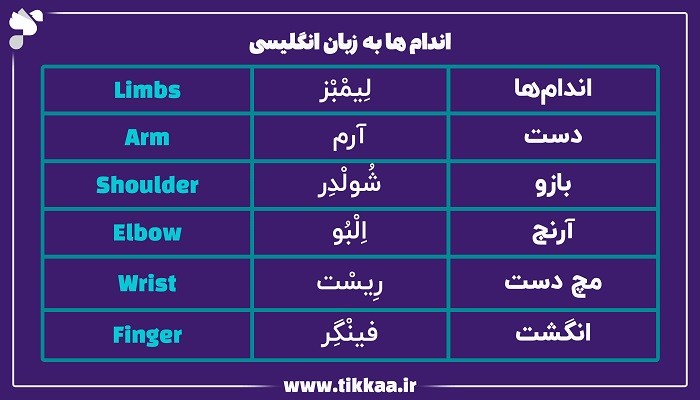 اندام ها به زبان انگلیسی