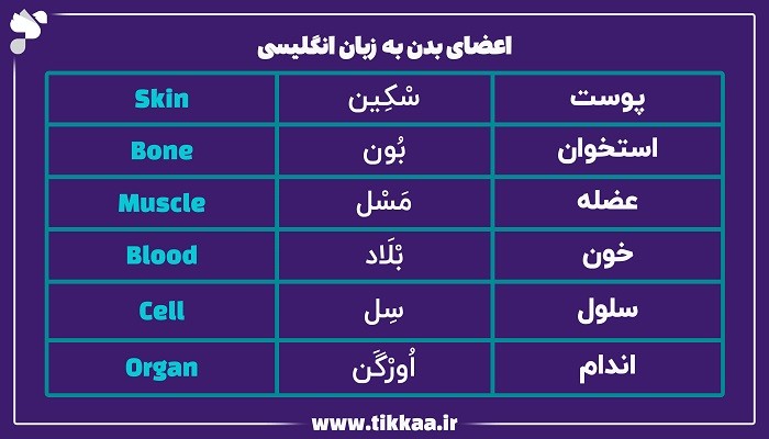 مهم ترین اعضای بدن انسان به زبان انگلیسی