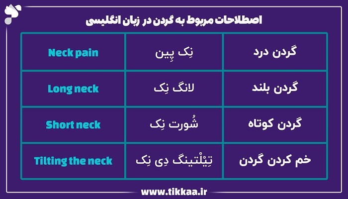 اصطلاحات مربوط به گردن در زبان انگلیسی