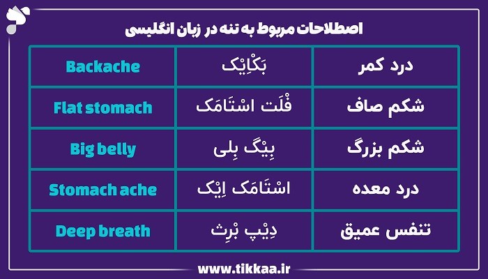 اصطلاحات مربوط به تنه در زبان انگلیسی