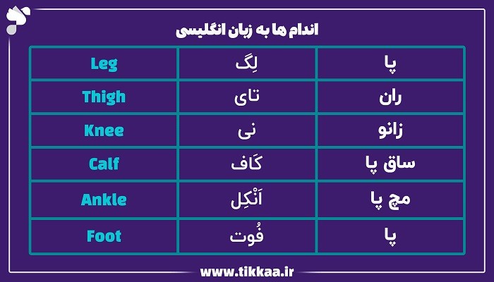 اندام های انسان به انگلیسی