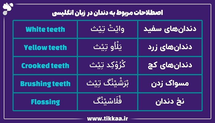 اصطلاحات مربوط به دندان در زبان انگلیسی